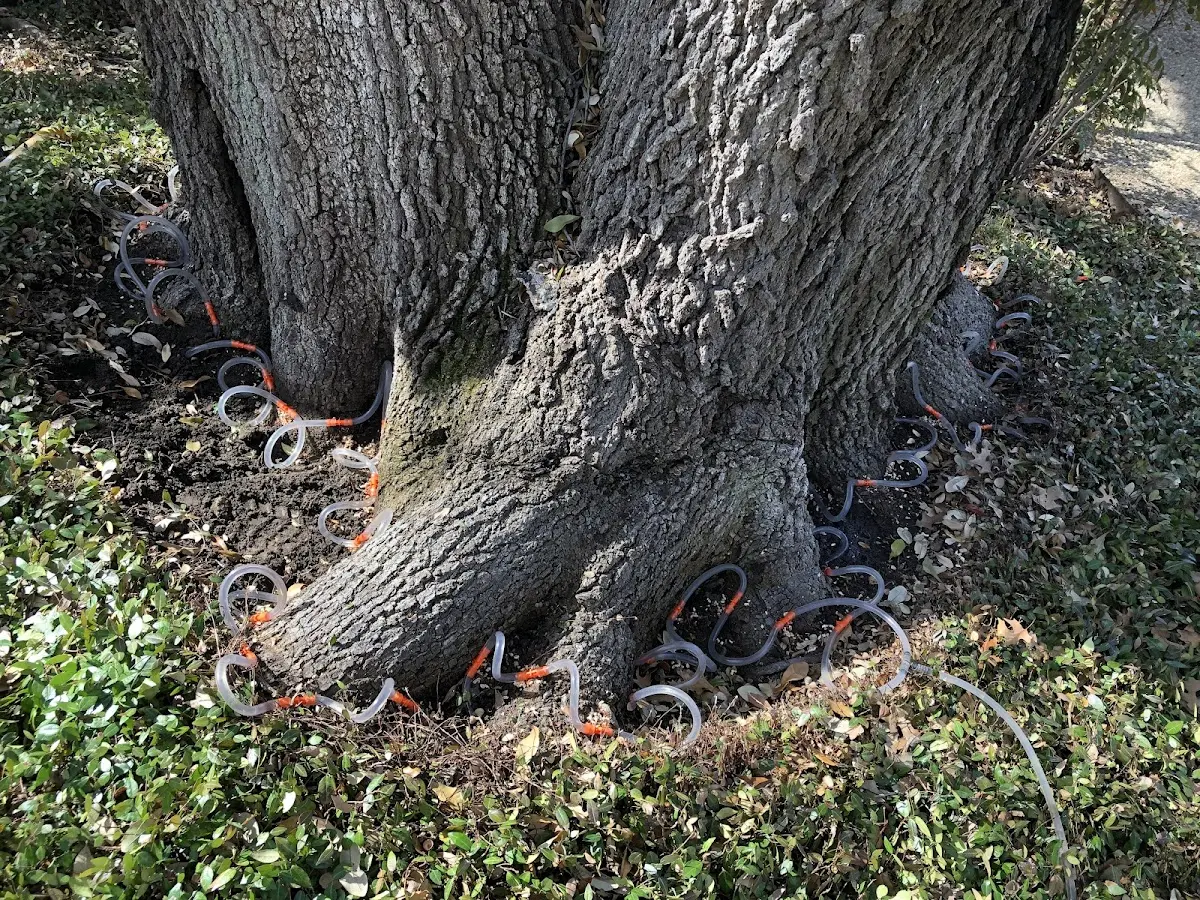Detailed Tree Cabling and Bracing job site in Efland