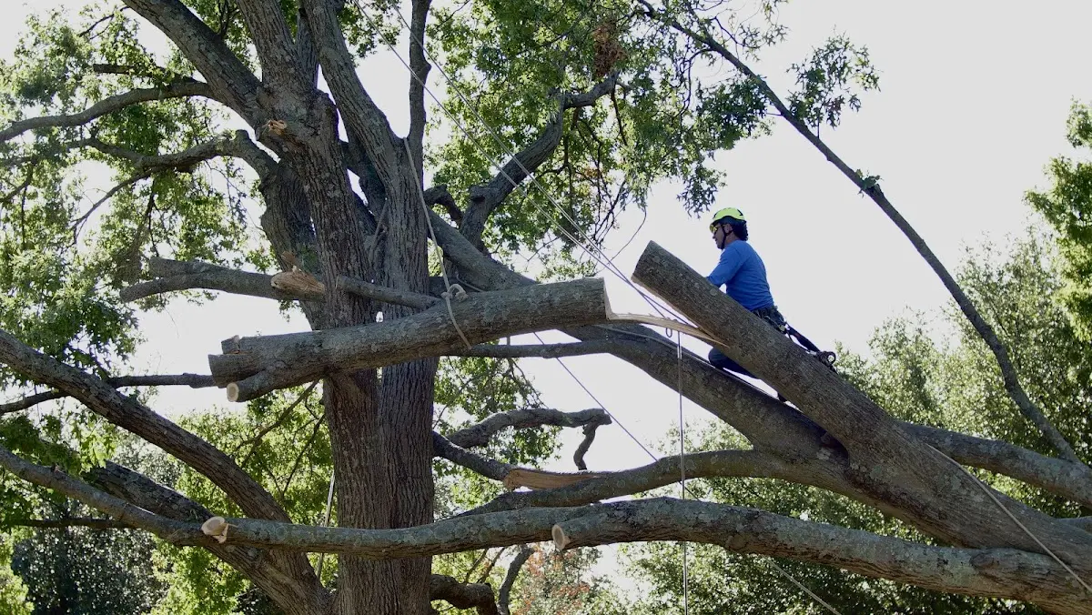 Professional Crown Thinning performed by certified arborists in Efland